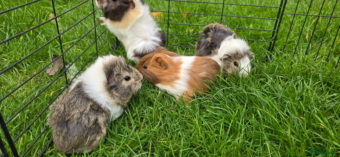 Guinea Pig rodents for sale: Male and female Guinea pigs - Image 6