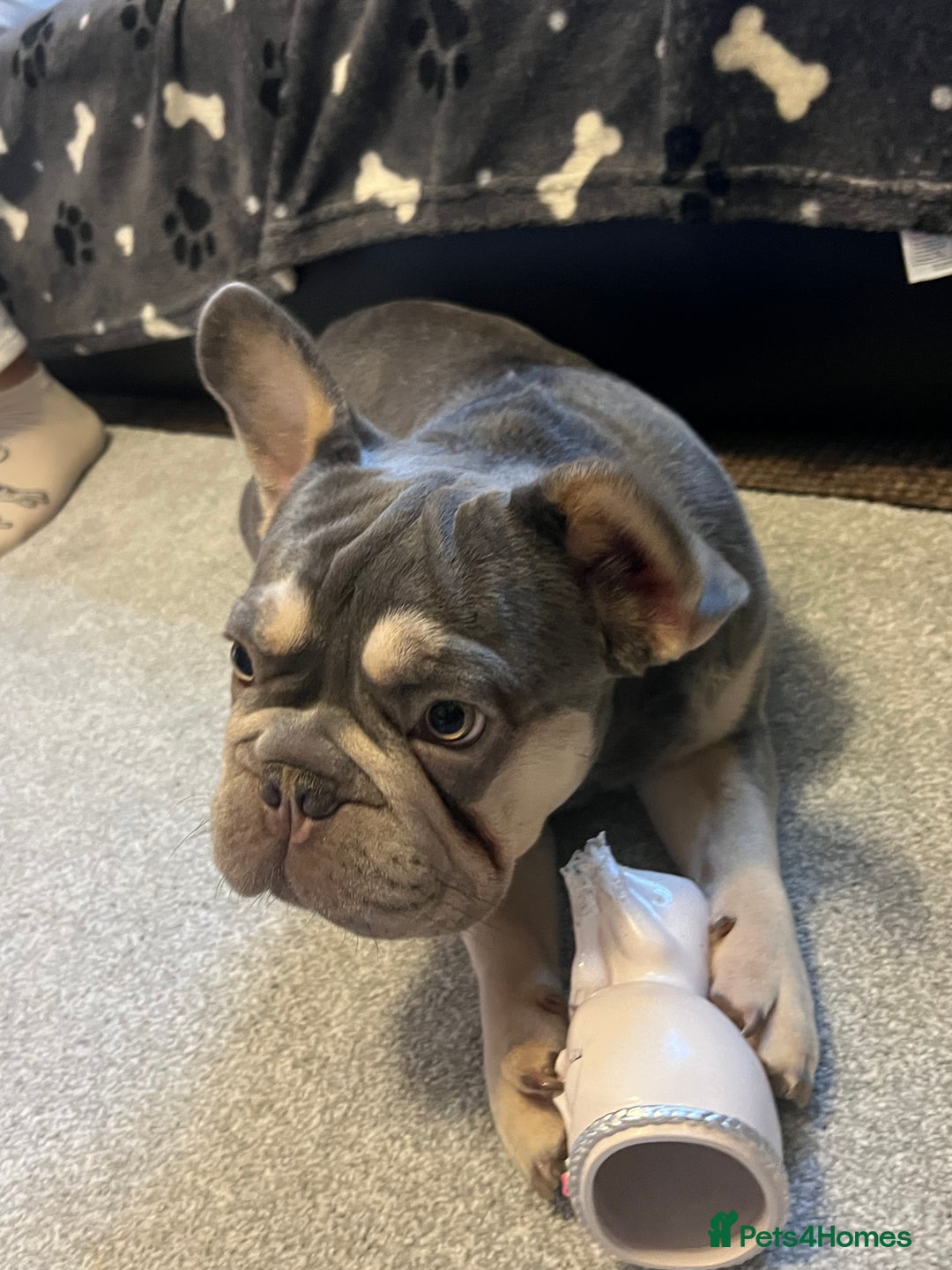 French Bulldog dogs for sale: French Bulldog  - Advert 1