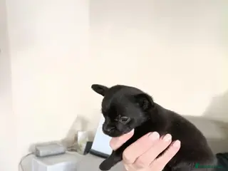 Chihuahua dogs Tiny chihuahuas - Advert 1