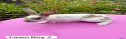 Rex rabbits for sale: Mini Rex Rabbits Mixed Colours Very Friendly  - Advert 22