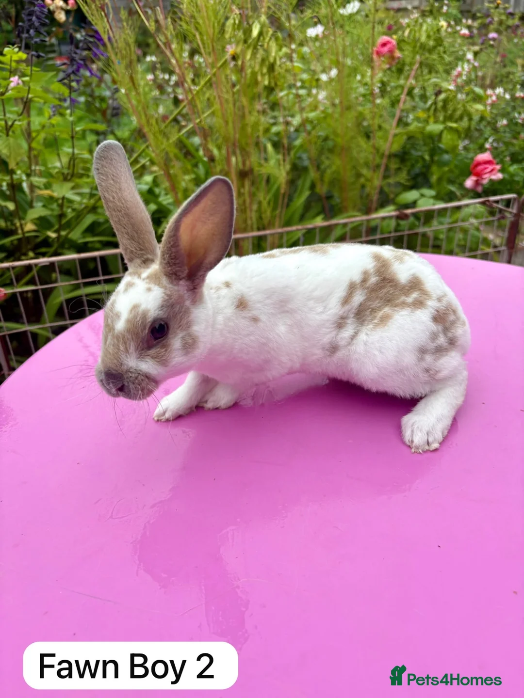 Rex rabbits for sale: Mini Rex Rabbits Mixed Colours Very Friendly  - Advert 22