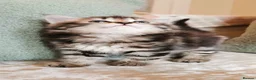 Maine Coon cats for sale: 🐾 Beautiful Maine Coon Kittens 🐾 - Advert 32
