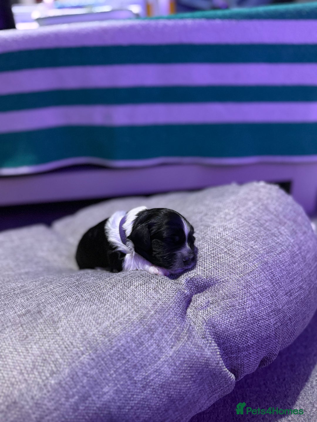 Mixed Breed dogs for sale: 3 LEFT - Cockapoo Cavapoo Puppies - READY TO GO - Advert 16