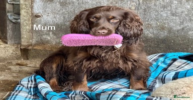 Cocker Spaniel dogs - Advert 2