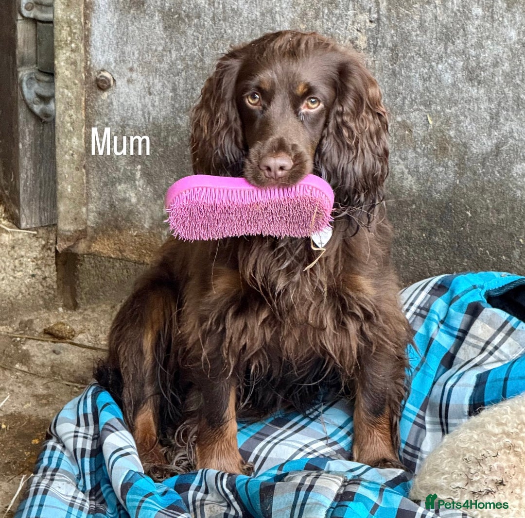 Cocker Spaniel dogs for sale: Working cross Show Cocker Spaniel puppies - Image 3