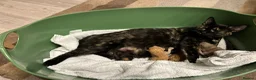 Mixed Breed cats for sale: 🐱 2 male kittens looking for new home 🐱  - Advert 2