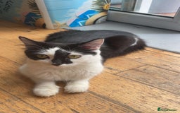 Domestic Shorthair cats for sale: Litter of cats/kittens FREE - Image 6