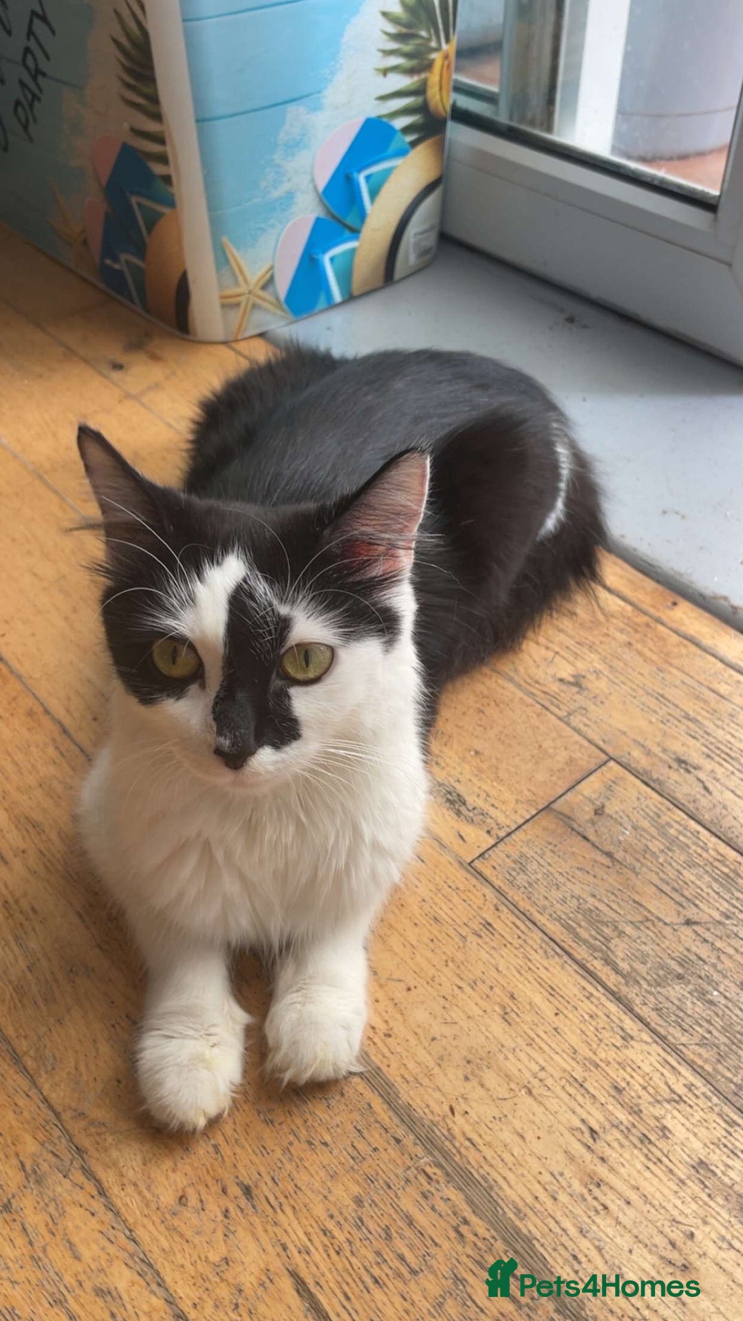 Domestic Shorthair cats for sale: Litter of cats/kittens FREE - Image 6