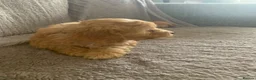 Cockapoo dogs for sale: Stunning cockapoos - Advert 23