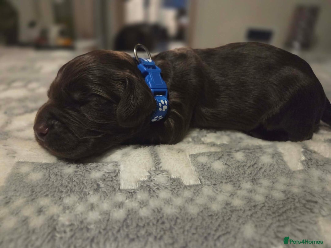 Cocker Spaniel dogs for sale: Working cocker spaniels  - Advert 14