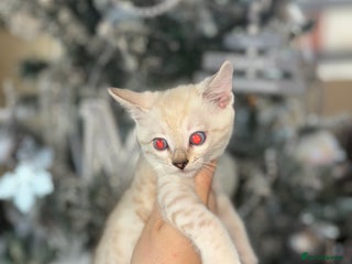 Bengal cats True to type bengal kittens - Advert 1