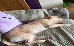 Mixed Breed dogs for sale: Reluctant re home/sale! - Image 2