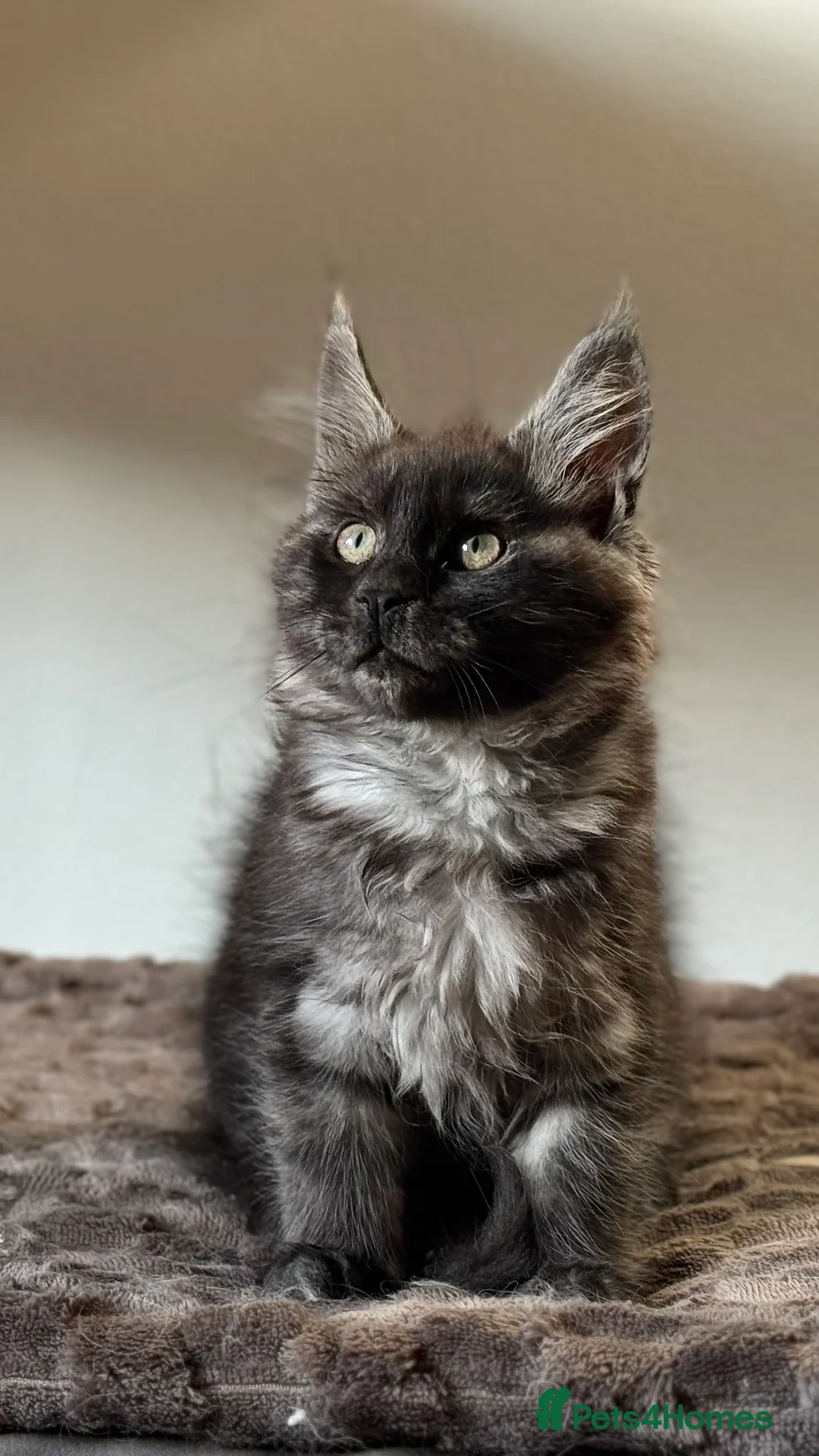 Maine Coon cats for sale: Mainecoon kittens TICA REGISTERED stunning - Advert 23