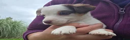 Jack Russell dogs for sale: Bred From Health Tested Parents. - Advert 8