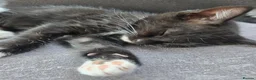 Mixed Breed cats for sale: 🐾GORGEOUS KITTENS READY FOR THEIR FOREVER HOMES🐾 - Advert 17