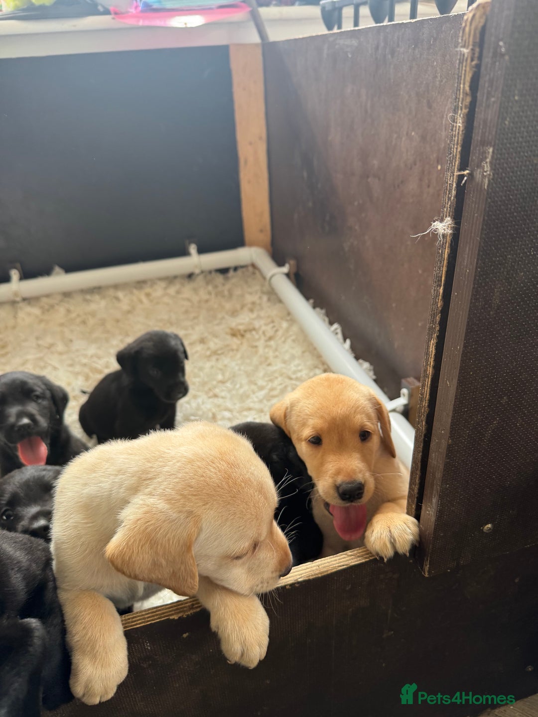 Labrador Retriever dogs for sale: Well bred Labrador puppies - Image 5