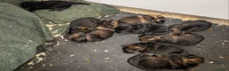 German Shepherd dogs for sale: German shepherd by Vom Geolupa Kennels  - Advert 6