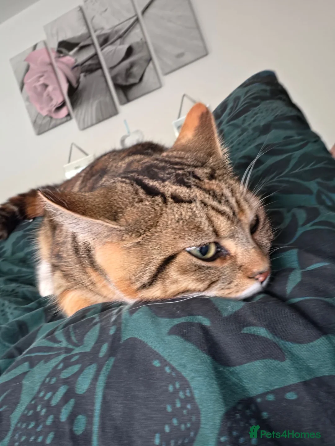 Mixed Breed cats for sale: Beautiful kitten for sale  - Advert 1