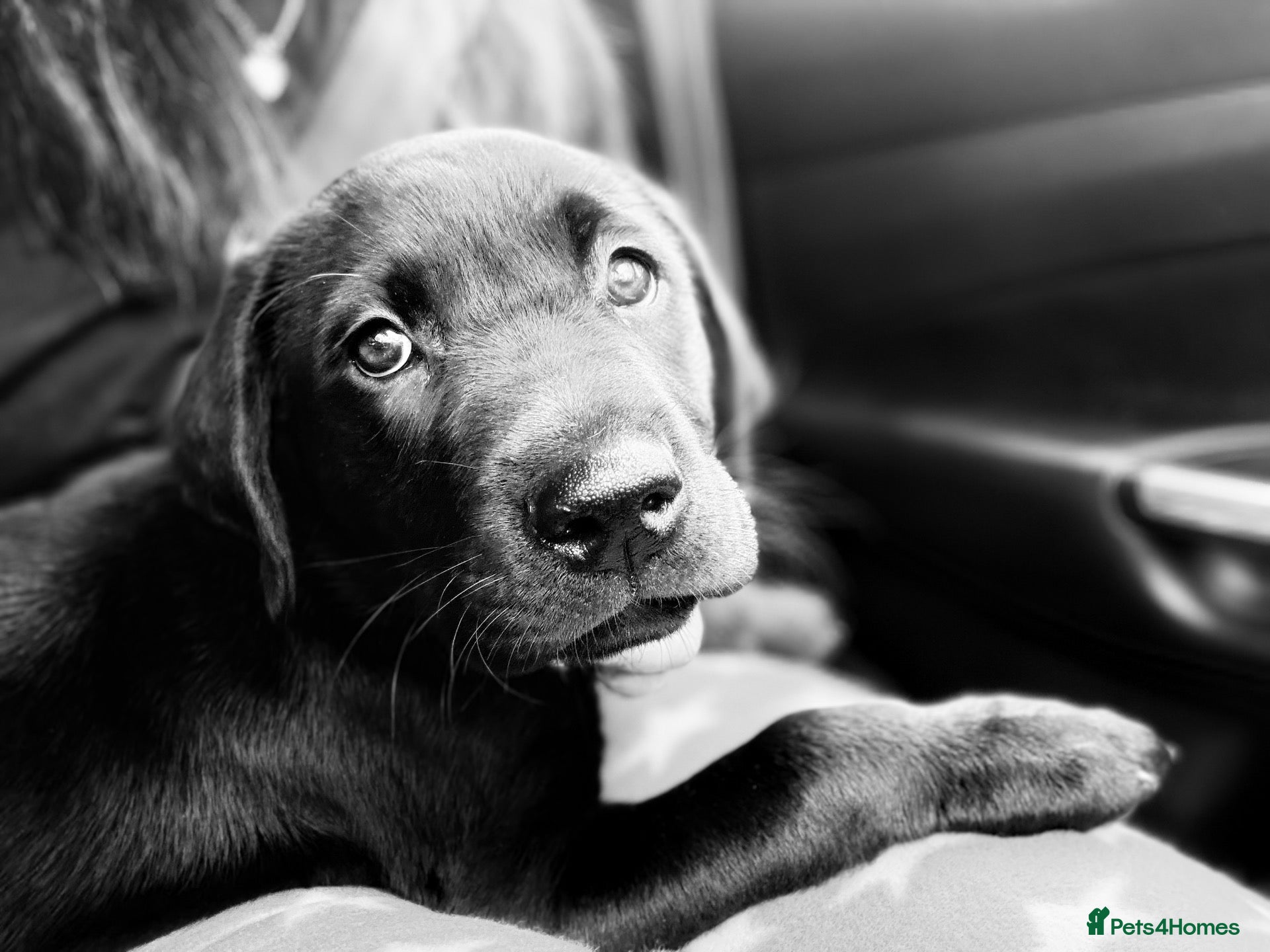 Labrador Retriever dogs Black Labrador Retriever  - Advert 2