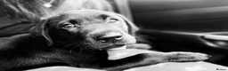 Labrador Retriever dogs for sale: Black Labrador Retriever  - Advert 1