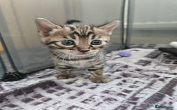 Bengal cats for sale: Lovely bengal kittens(Tica reg.)😍 - Image 20