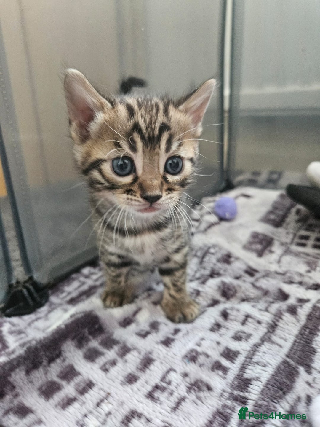Bengal cats for sale: Lovely bengal kittens(Tica reg.)😍 - Image 20
