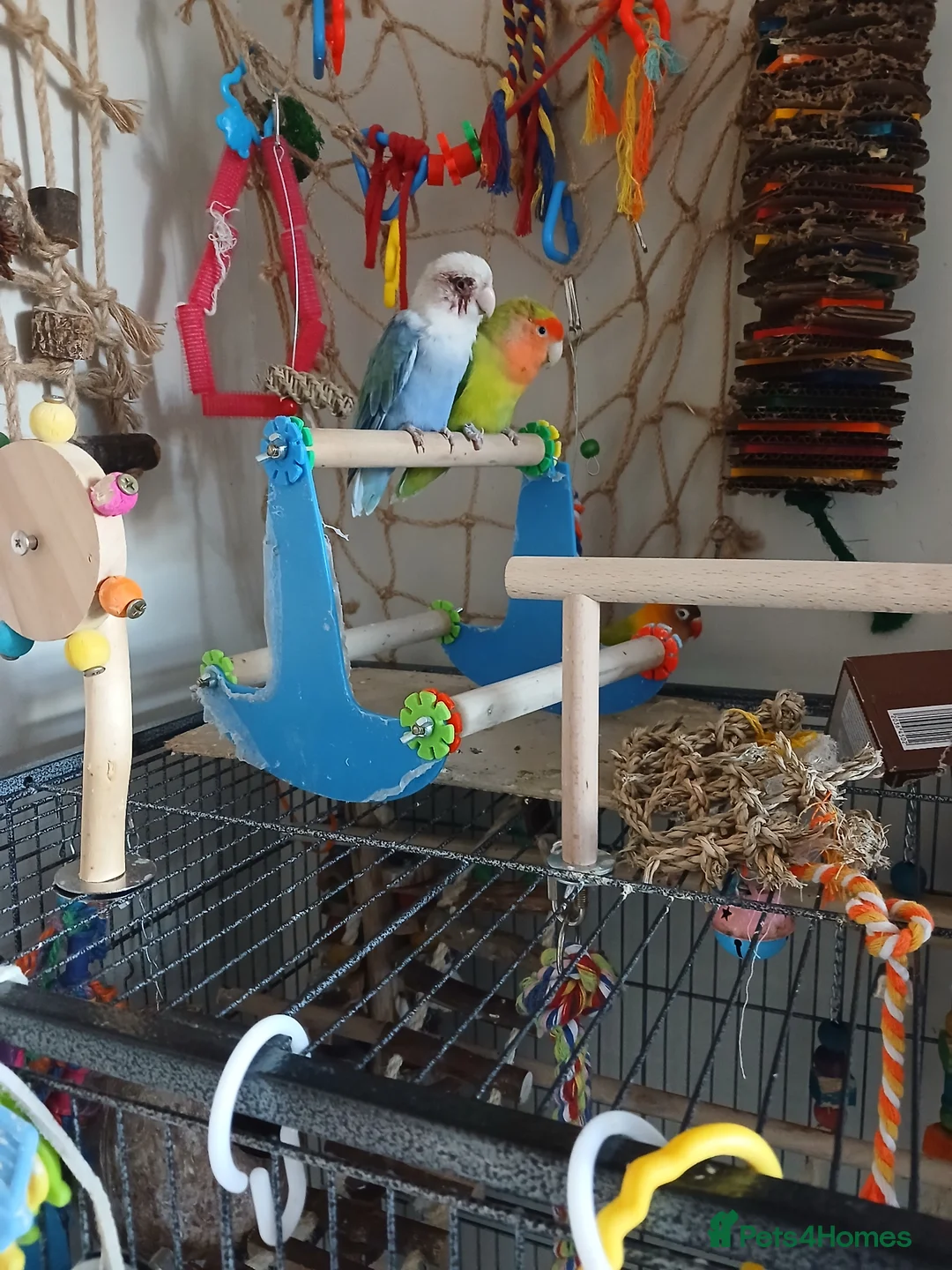 Lovebirds birds for sale: Lovebirds  - Advert 1