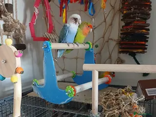 Lovebirds birds Lovebirds - Advert 9