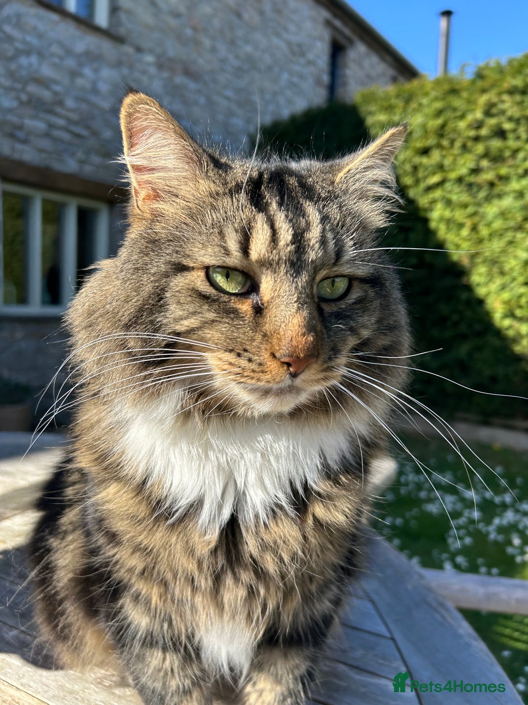 British Longhair cats for sale: Incredibly Beautiful British Longhair Male Cat - Advert 19