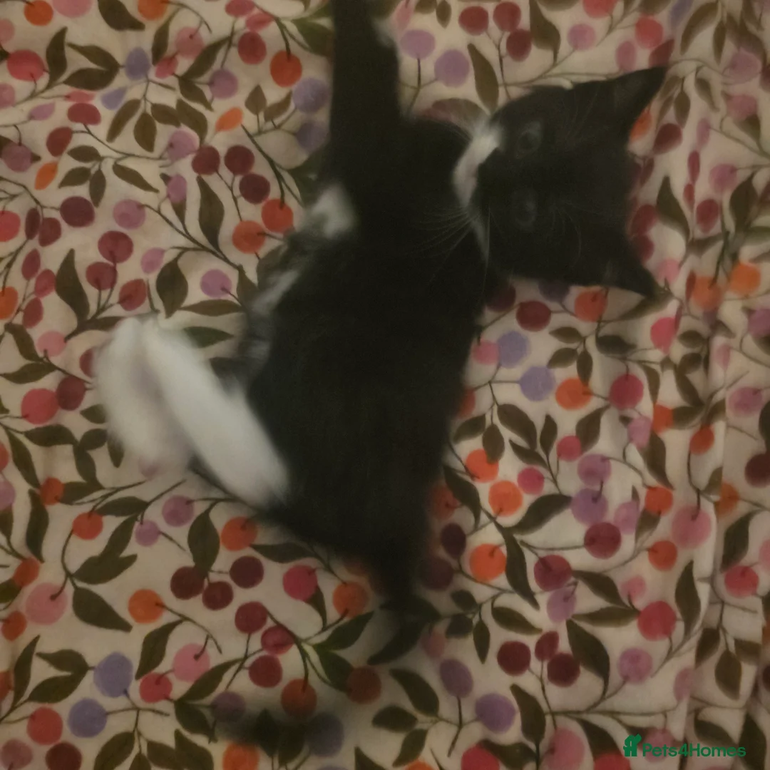 Domestic Shorthair cats for sale: domestic shorthairs!! - Advert 8