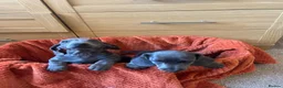 Dachshund dogs for sale: Stunning Solid Blue & Choc & Tan Dachshunds  - Advert 12