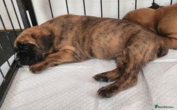 Boxer dogs for sale: 🌟🩷COI 0.5% KC REG BOBTAIL GIRL🩷🌟 - Image 7