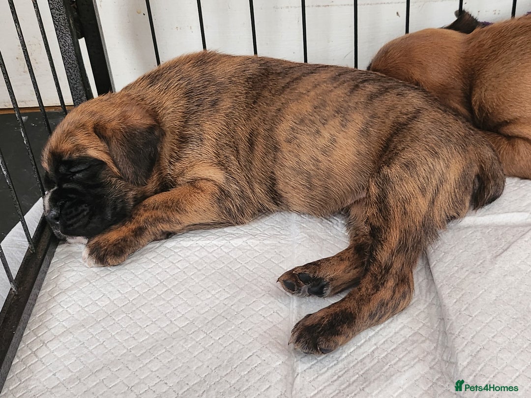 Boxer dogs for sale: 🌟🩷COI 0.5% KC REG BOBTAIL GIRL🩷🌟 - Image 7