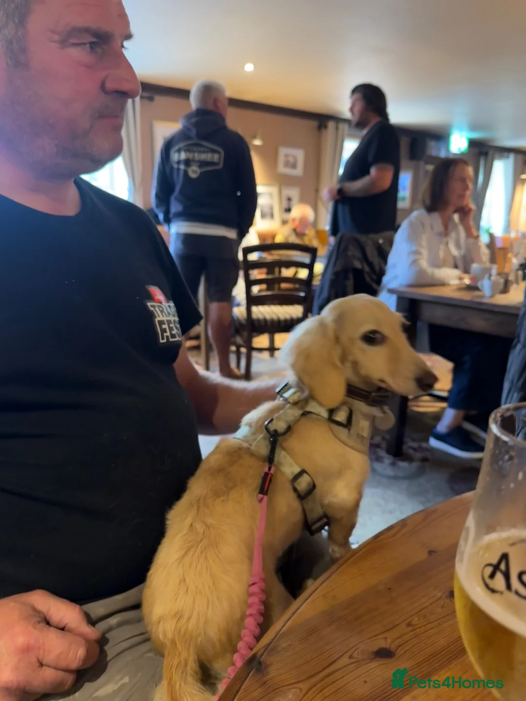 Miniature Dachshund dogs for sale: Beautiful long haired cream female health tested  - Advert 22