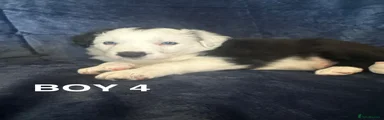 Boy 4