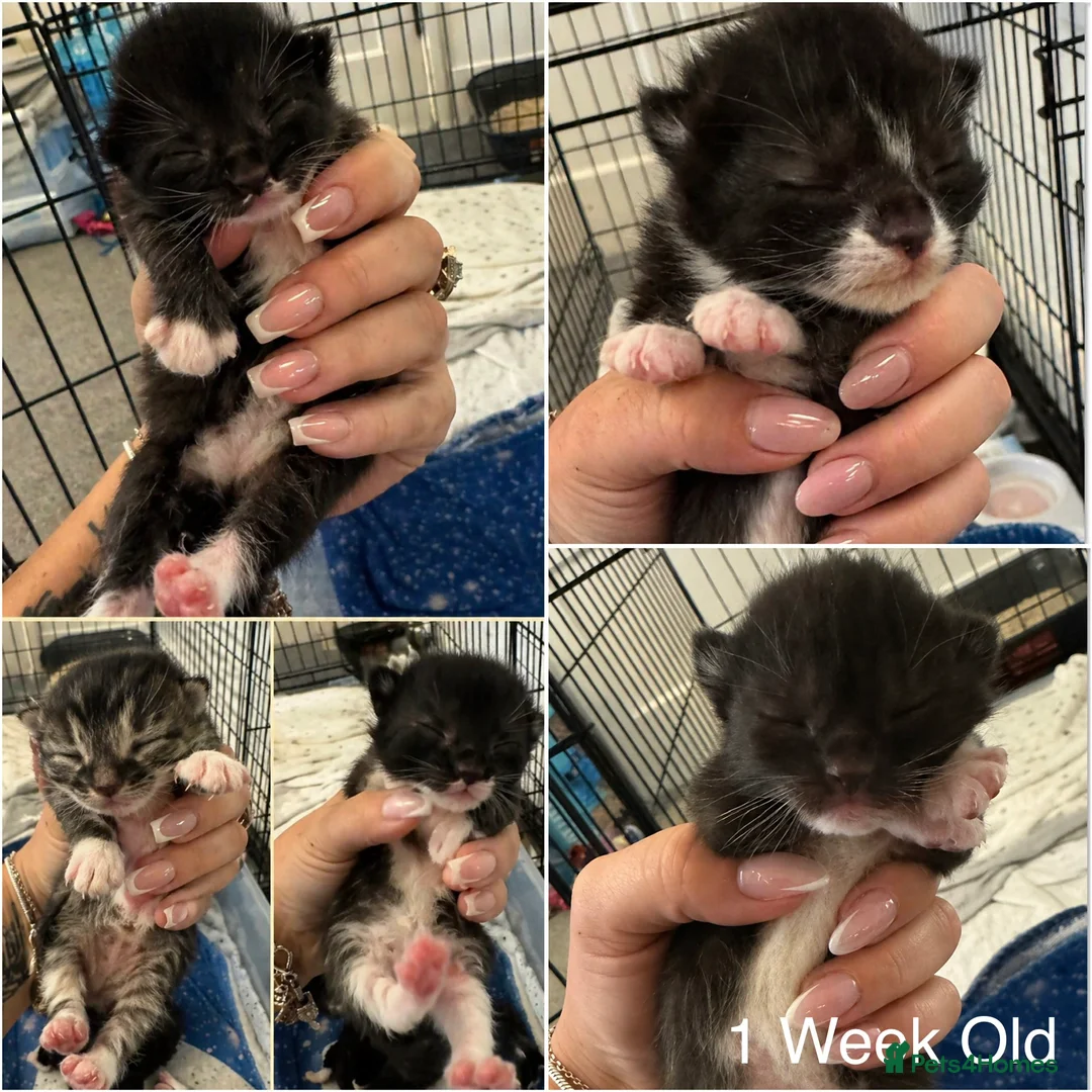 Bengal cats for sale: Bengal X Tuxedo Kittens  in Sheffield - Advert 10