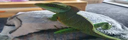 Dragon reptiles for sale: Water Dragon in Salford - Advert 2