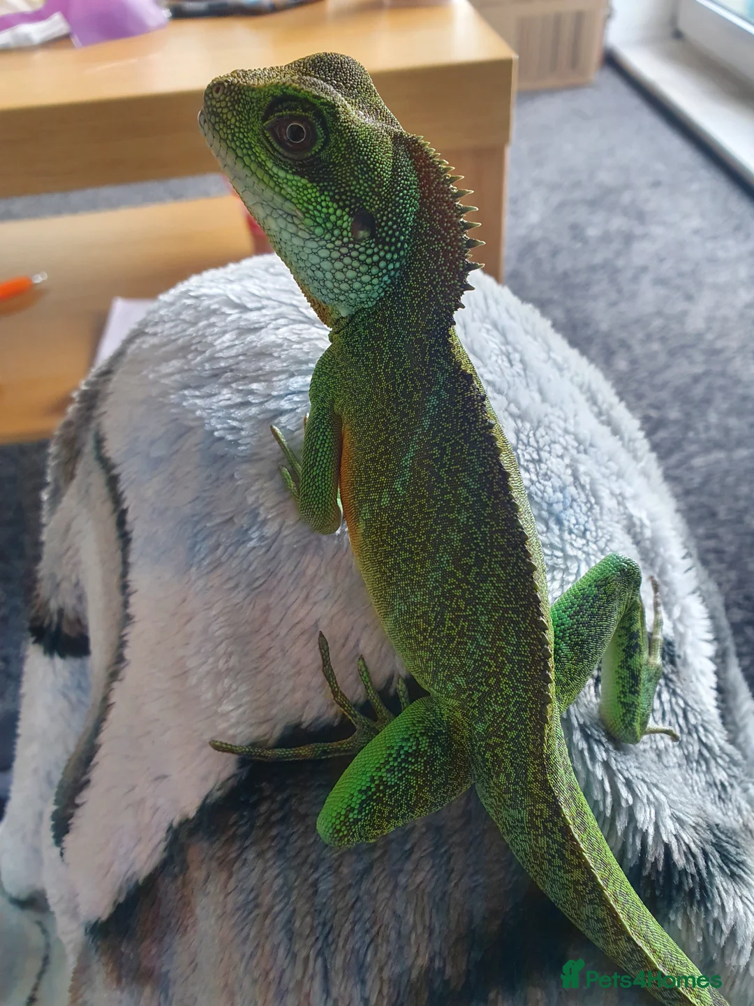 Dragon reptiles for sale: Water Dragon in Salford - Advert 2