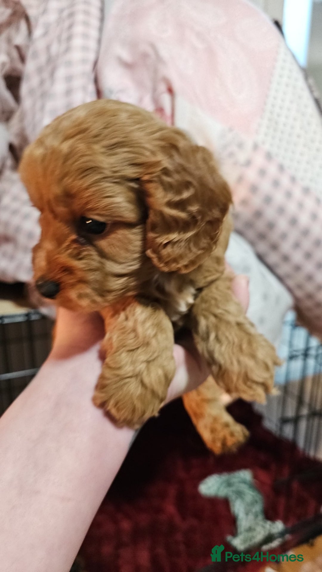 Cavapoo dogs for sale: Dashing Cavapoo Puppies  - Advert 21