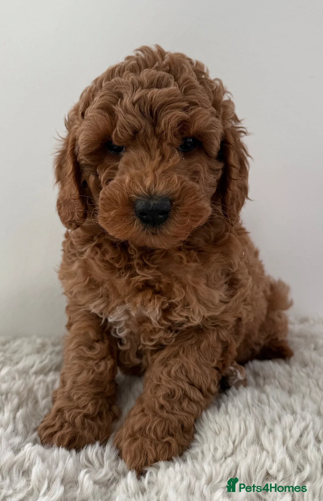 Double Doodle dogs for sale: Stunning litter of Australian Double Doodles - Advert 2