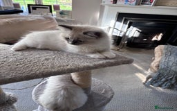 Ragdoll cats for sale: 4 Ragdoll kittens looking for their  forever home - Image 3