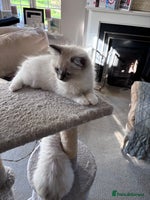 Ragdoll cats - Advert 23