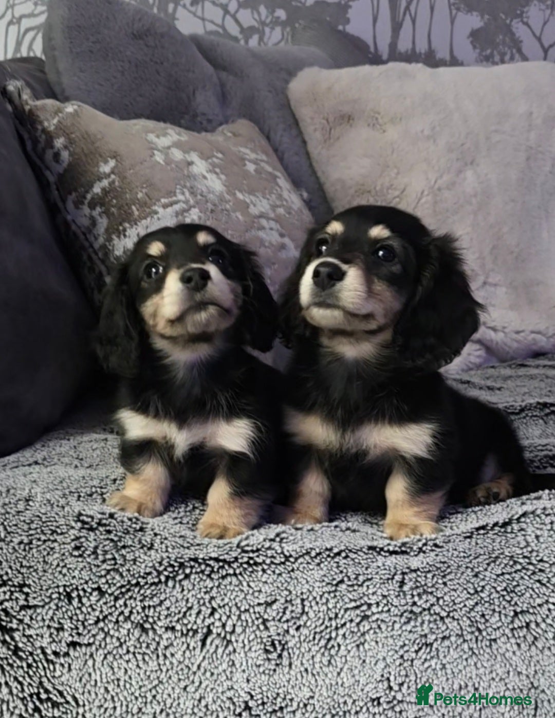Miniature Dachshund dogs  Black & Cream Miniature long-haired Dachshund  - Advert 5