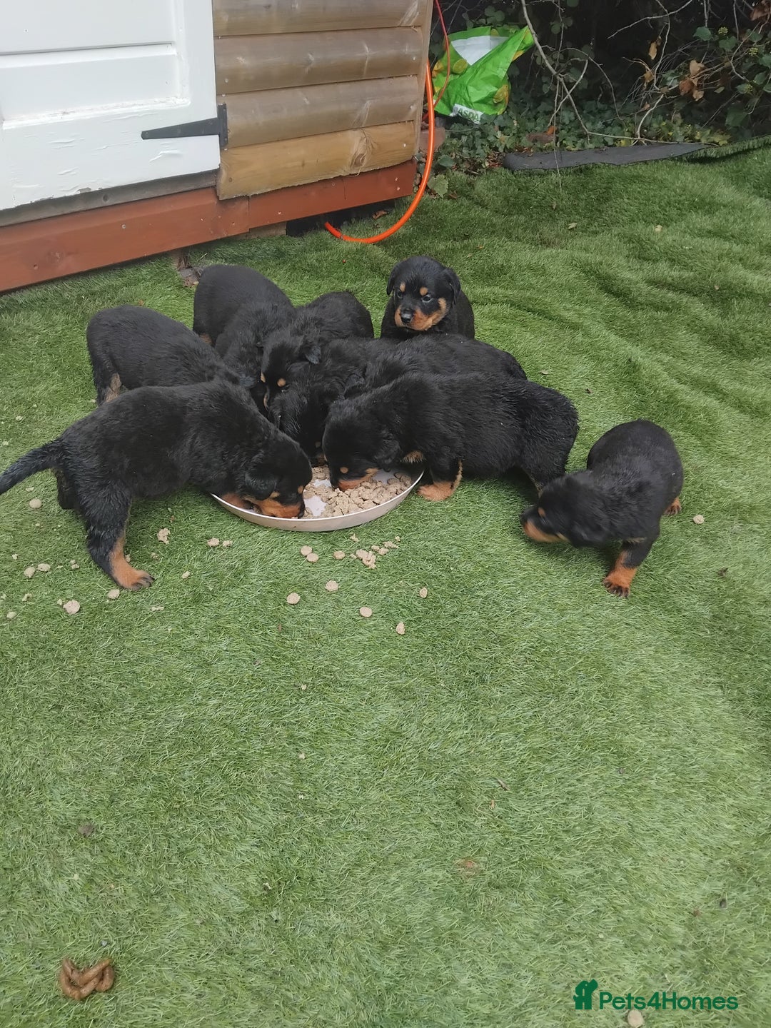 Rottweiler dogs for sale: Rottweiler Puppys 9 weeks old  - Image 6