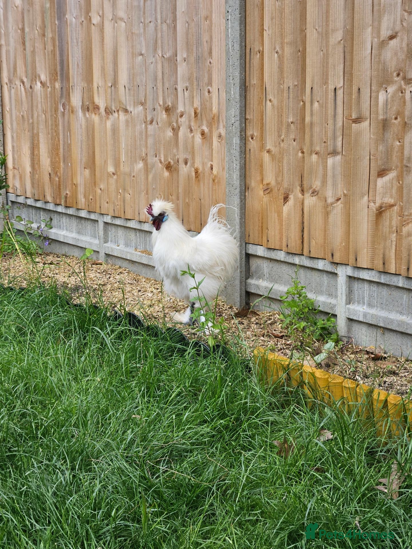 Chickens poultry White silkie rooster to be rehomed - Advert 1