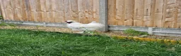 Chickens poultry for sale: White silkie rooster to be rehomed - Advert 1