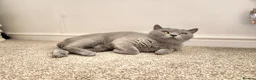 British Shorthair cats for sale: Silver Champion Line British Shorthair - Advert 15