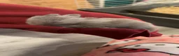 Netherland Dwarf rabbits for sale:  Gorgeous Pure bred netherland dwarf rabbits - Advert 8