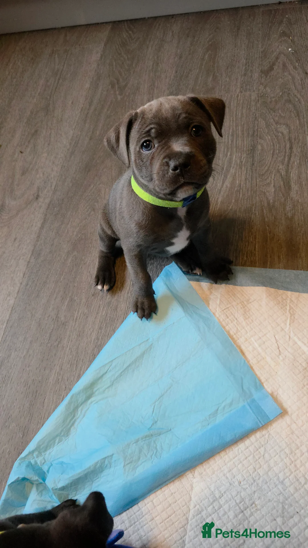 Staffordshire Bull Terrier dogs for sale: Staffordshire bull terrier blues  - Advert 20