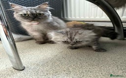 Persian cats for sale: Adorable 9Week Old Kitten Ready for a Loving Home  - Image 4